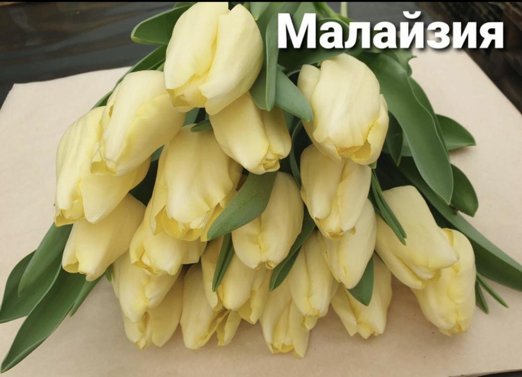 Тюльпаны Малайзия