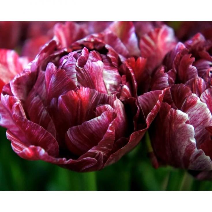 Тюльпаны Ночной Дозор 2