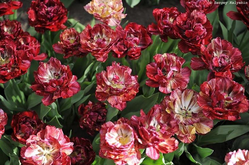 Тюльпаны Ночной Дозор 3