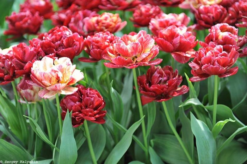 Тюльпаны Ночной Дозор 4