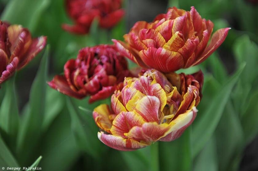 Тюльпаны Ночной Дозор 5