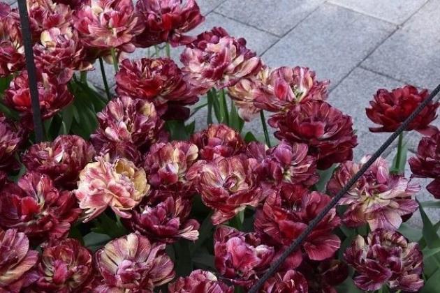 Тюльпаны Ночной Дозор