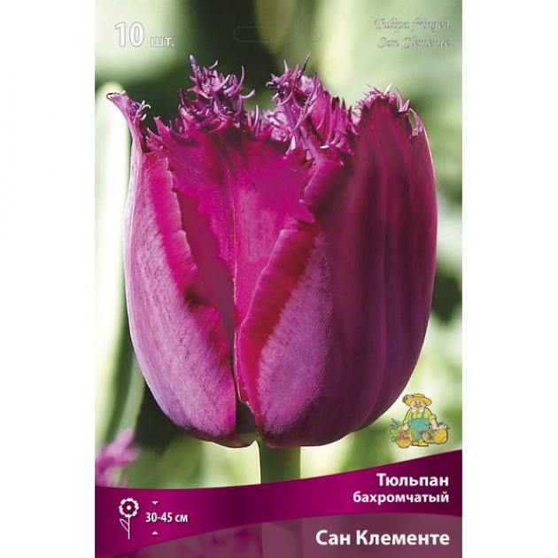 Тюльпаны Сан Клементе 4