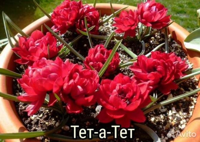 Тюльпаны Тет а Тет 5