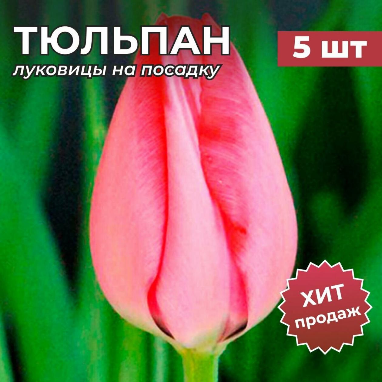 Тюльпаны Трик 3