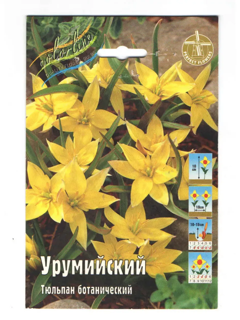 Тюльпаны Урумийский 4