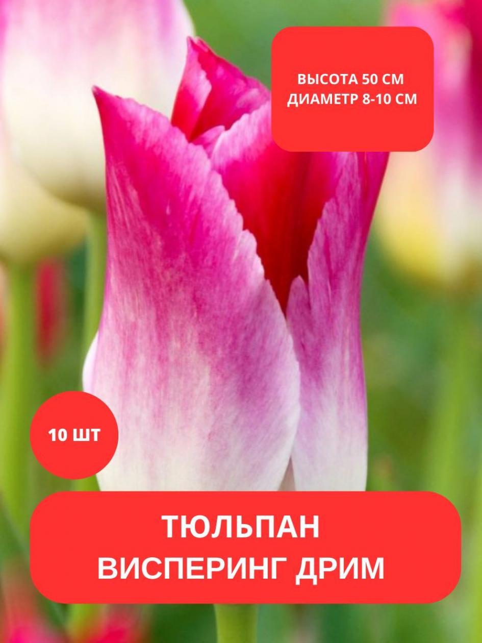 Тюльпаны Висперинг Дрим 4