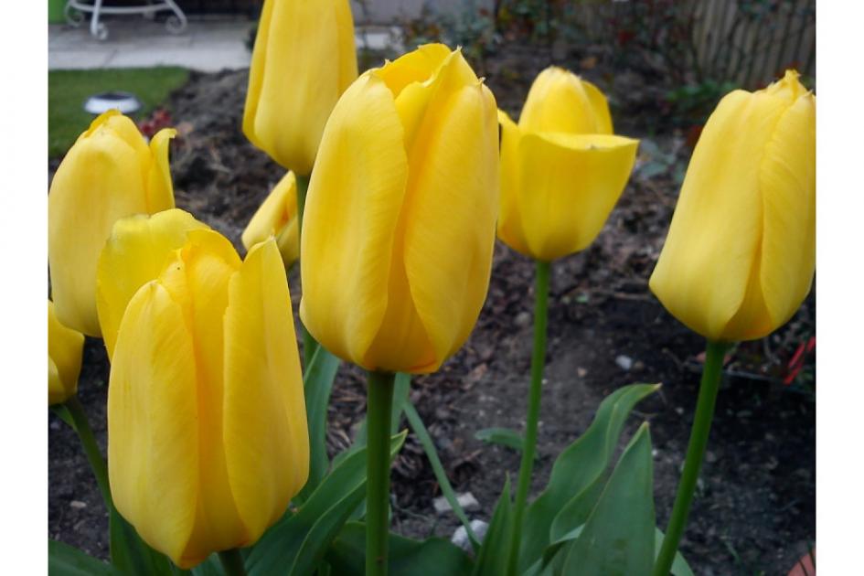 Тюльпаны Йокогама (Yokohama) 3