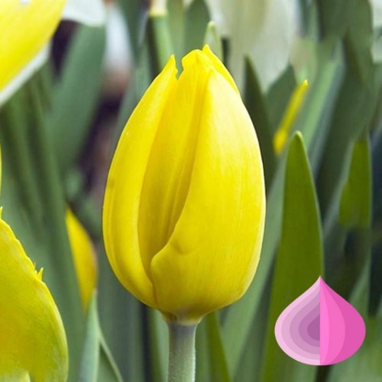 Тюльпаны Йокогама (Yokohama)