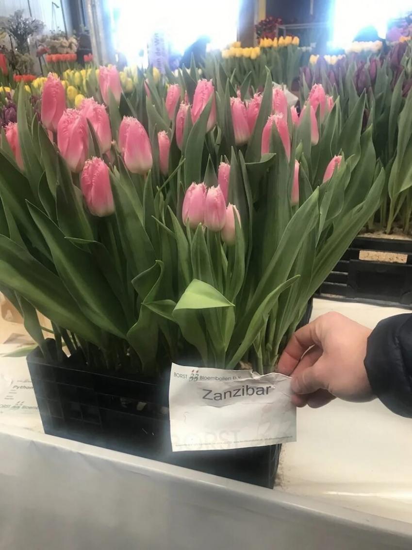 Тюльпаны Занзибар 3