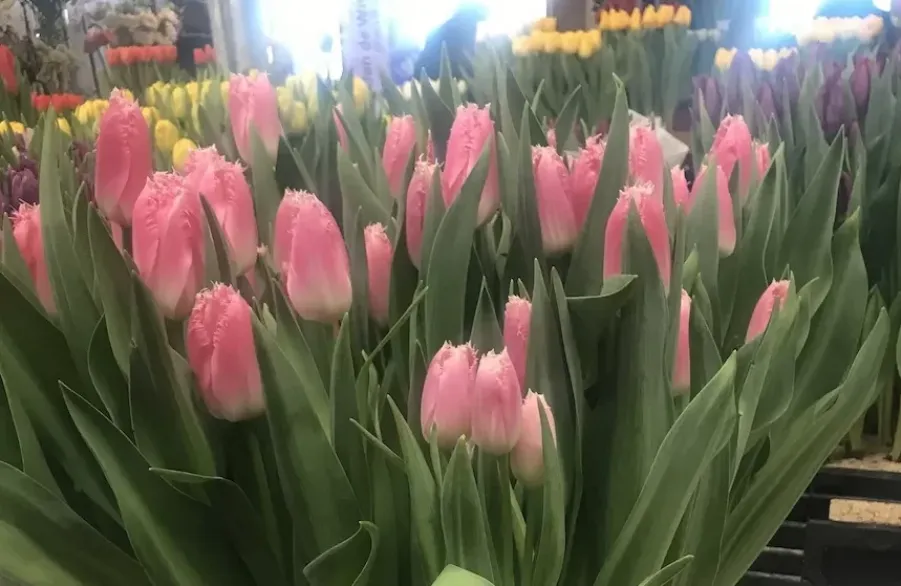 Тюльпаны Занзибар