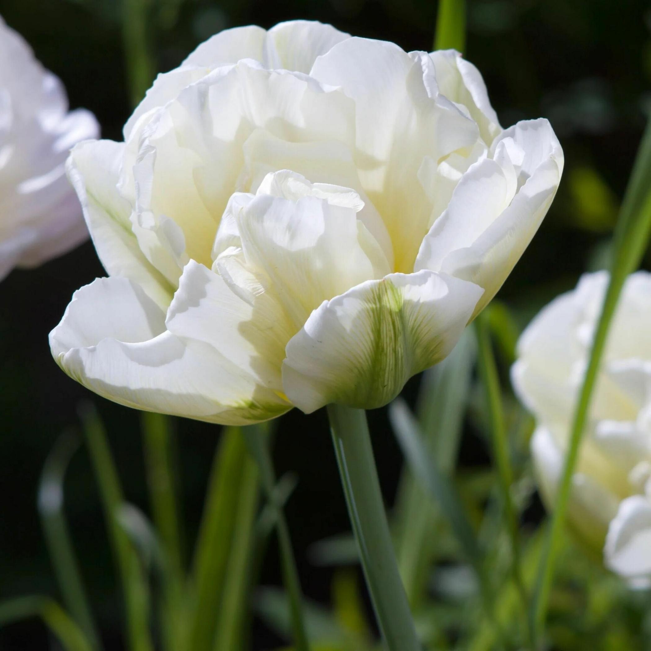 Тюльпаны Зе Эдж (The Edge) 3