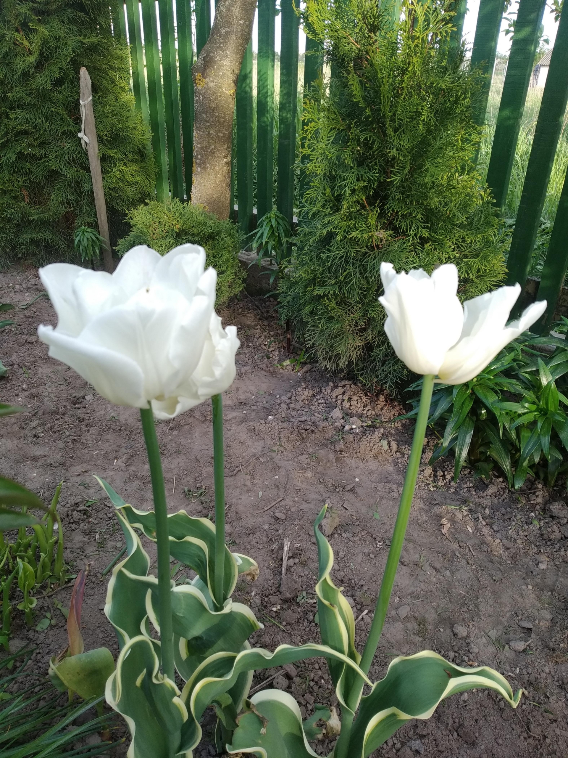 Тюльпаны Зе Эдж (The Edge) 4