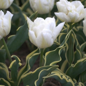 Тюльпаны Зе Эдж (The Edge)