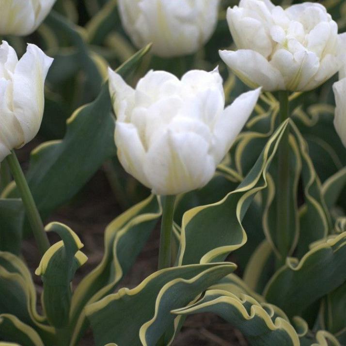 Тюльпаны Зе Эдж (The Edge)