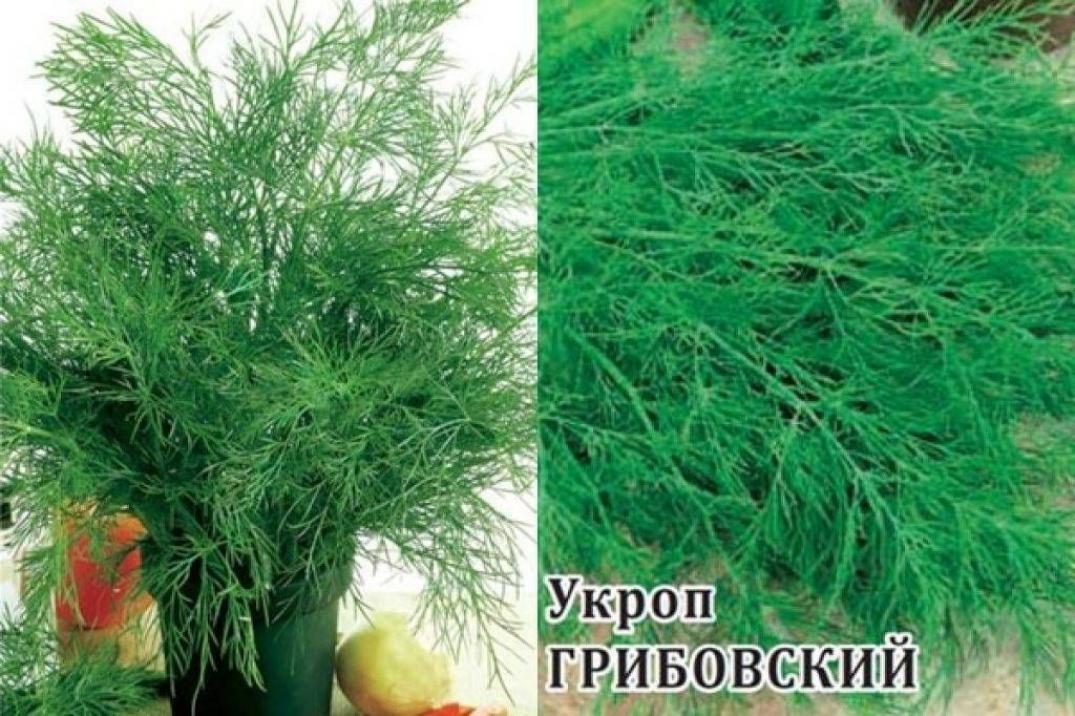 Укроп Грибовский