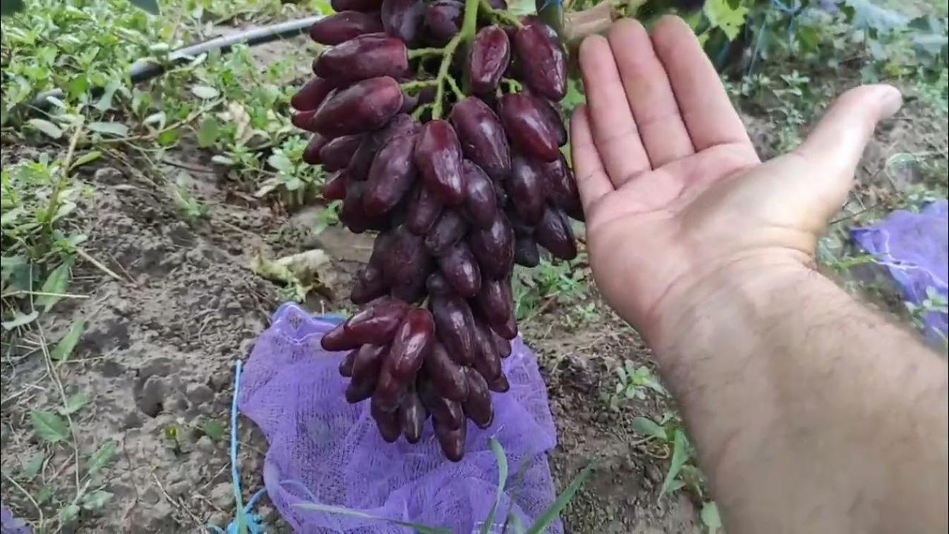 Виноград Джокер
