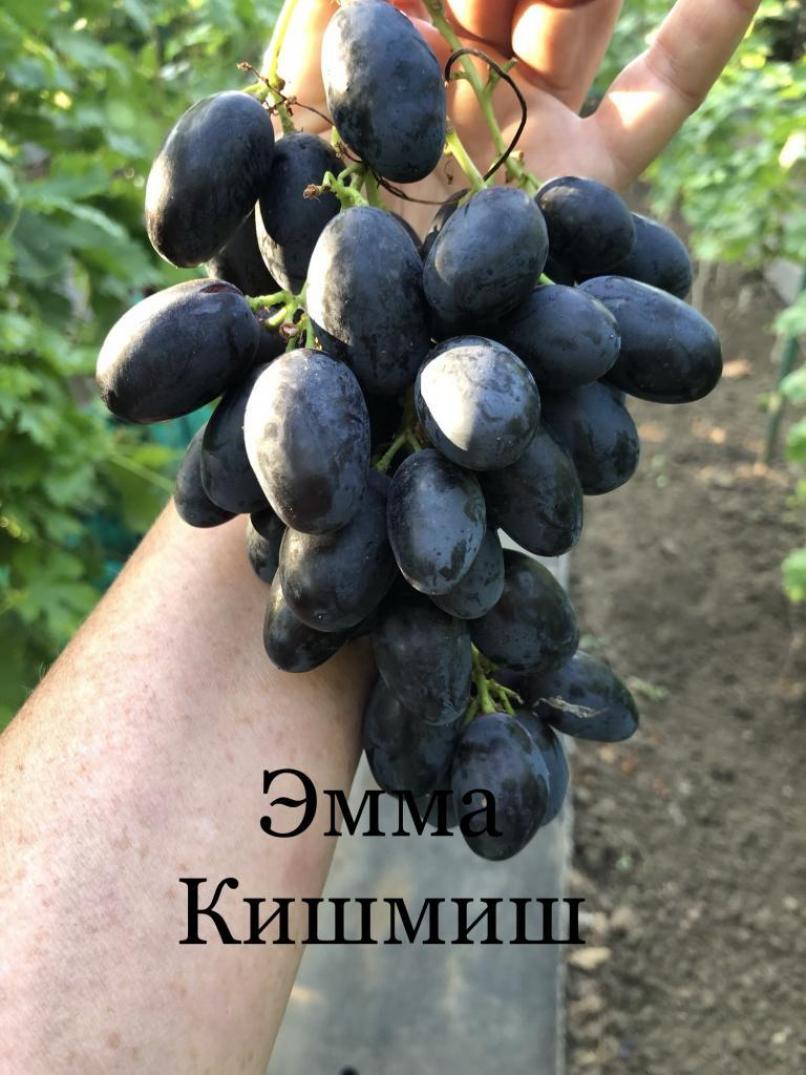 Виноград Эмма 3