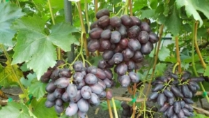 Виноград Кумир