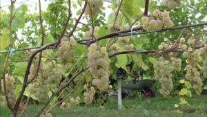 Виноград Луиза Свенсон