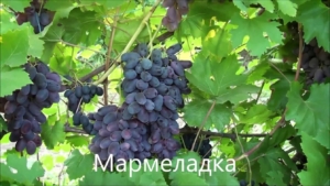 Виноград Мармеладка