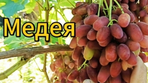 Виноград Медея