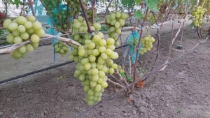 Виноград Миланка