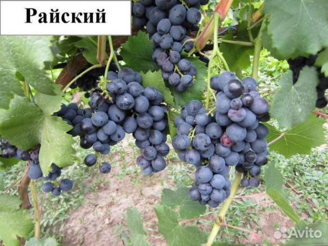 Виноград Райский 2