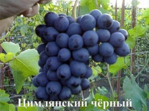 Виноград Цимлянский Черный