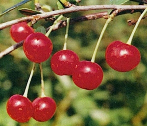 Вишня Аморель розовая