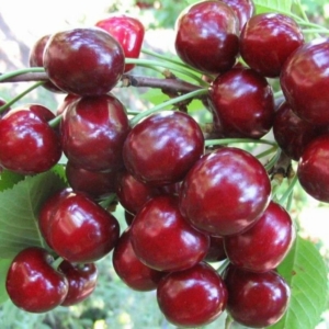 Вишня Жуковская