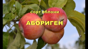 Яблоня Абориген
