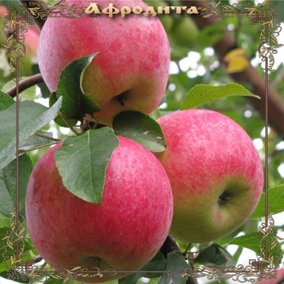 Яблоня Афродита 2