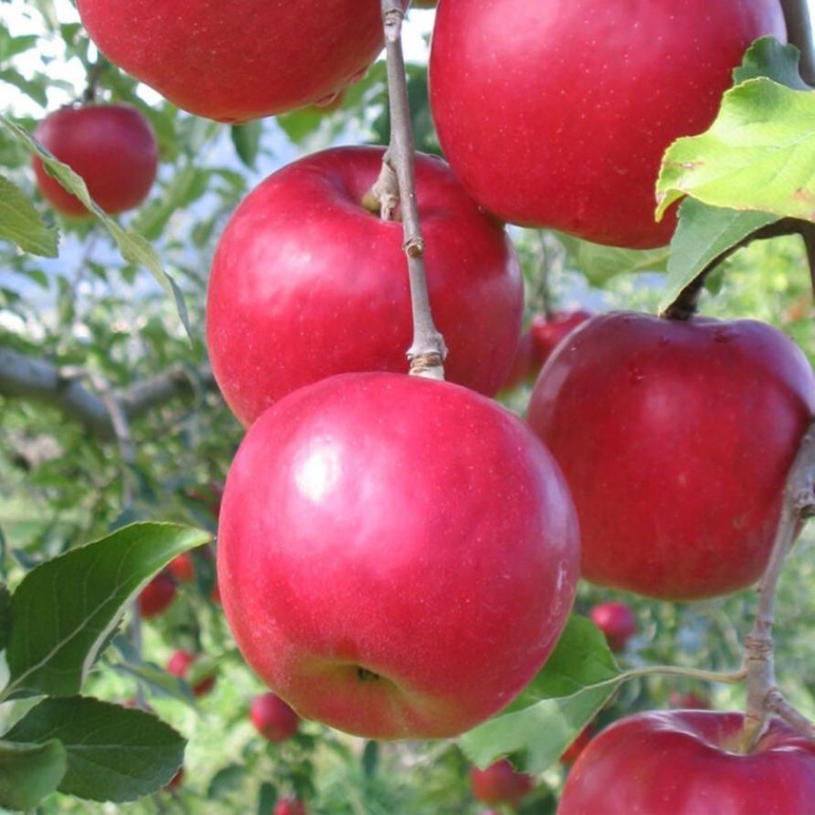 Яблоня Афродита