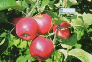 Яблоня Алтайская красавица