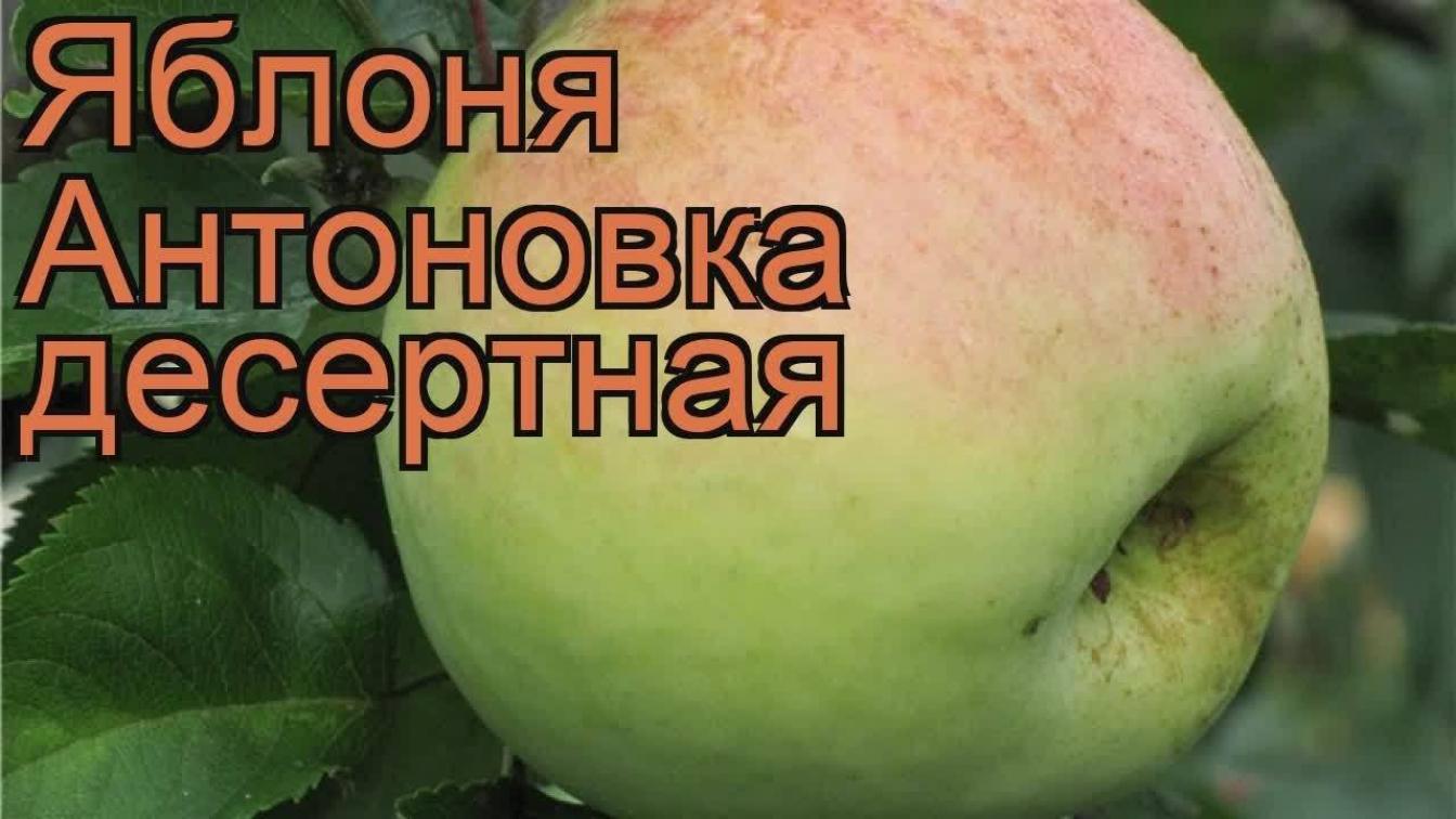 Яблоня Антоновка Десертная 4