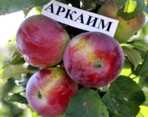 Яблоня Аркаим