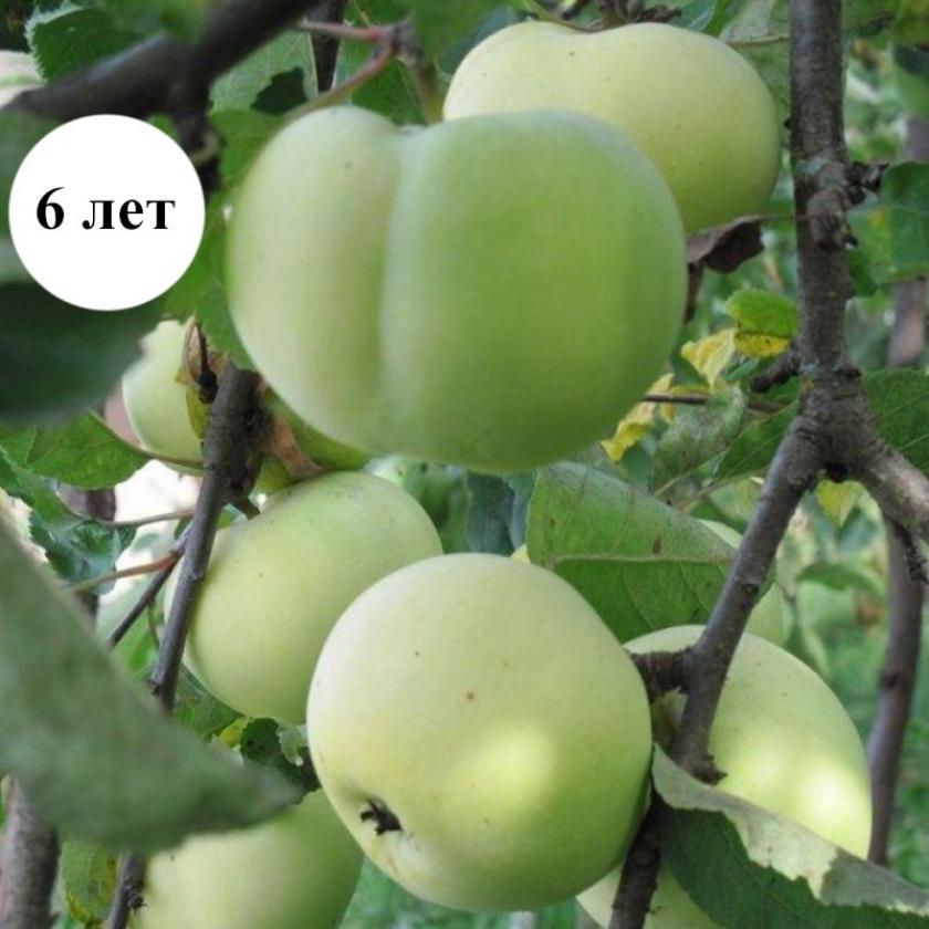 Яблоня Бабушкино 3