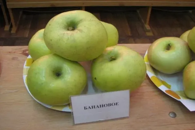 Яблоня Банановое 5