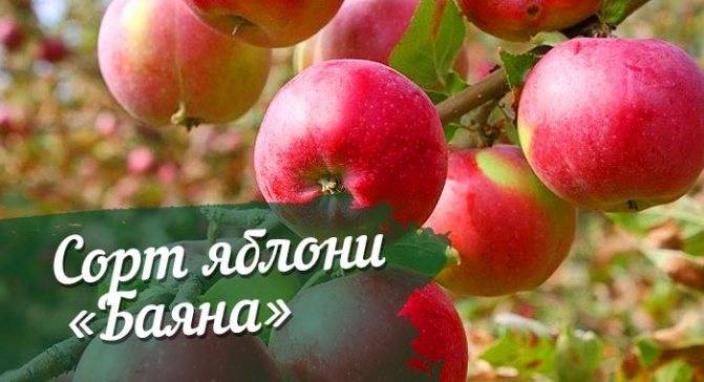 Яблоня Баяна
