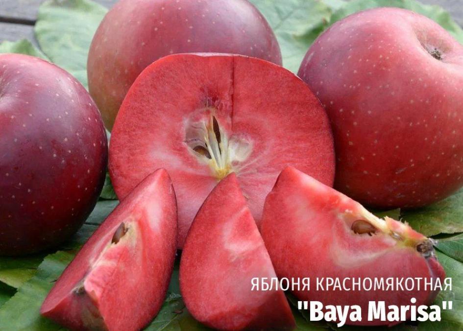 Яблоня Байя Мариса 3