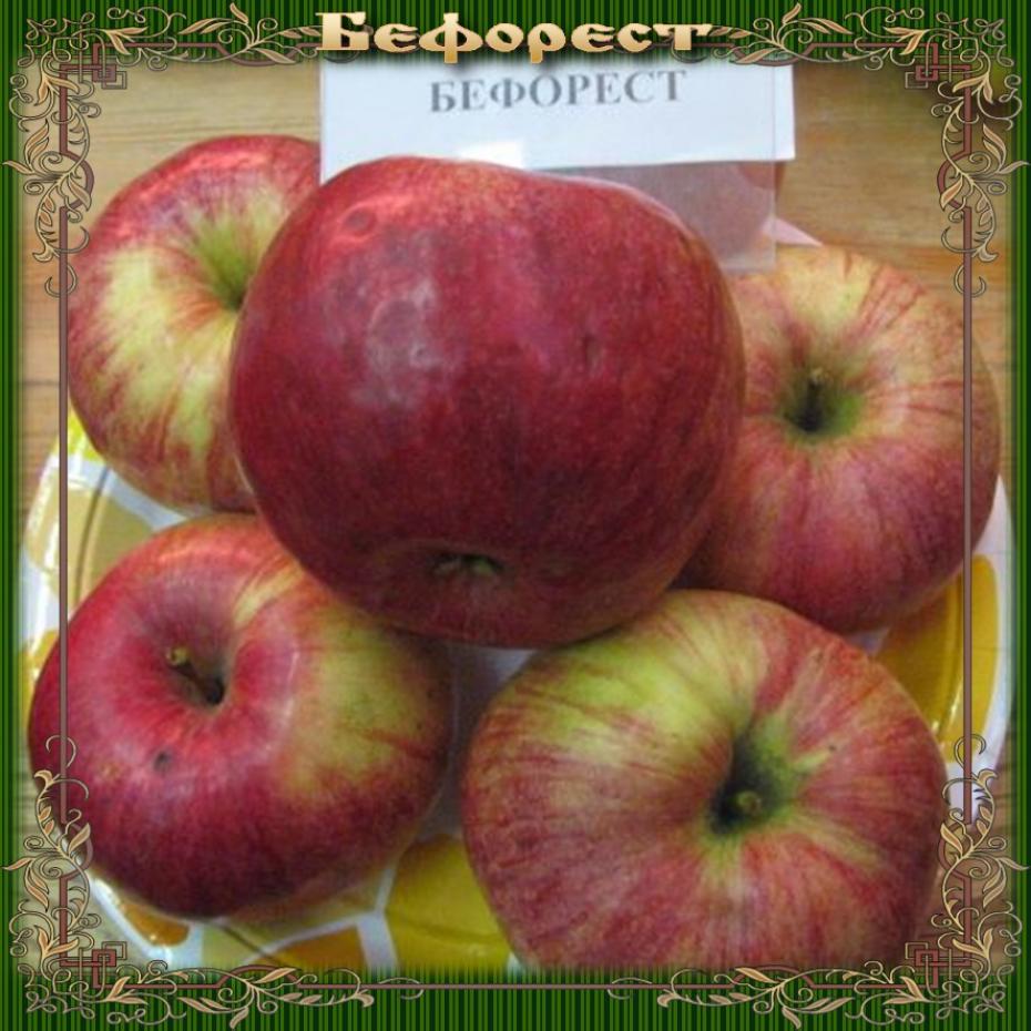 Яблоня Бефорест