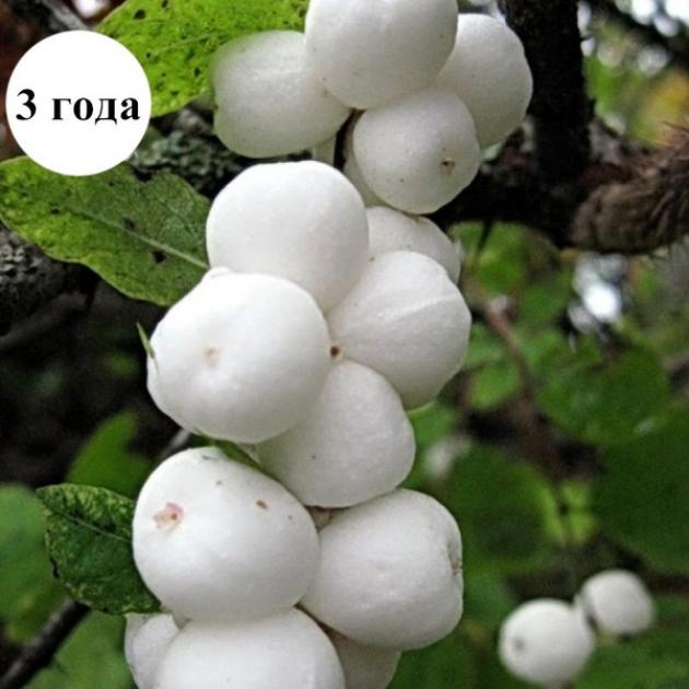Яблоня Белая Роза