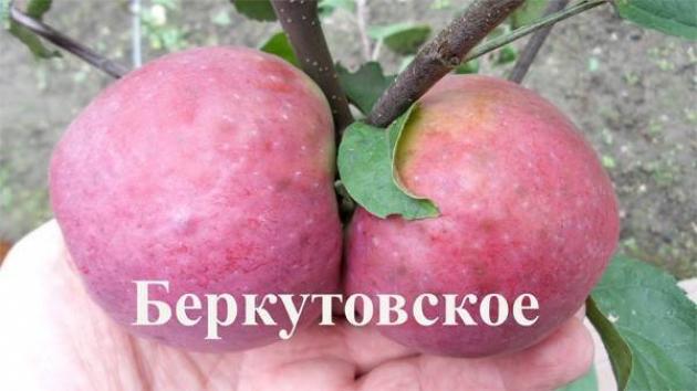 Яблоня Беркутовское 2