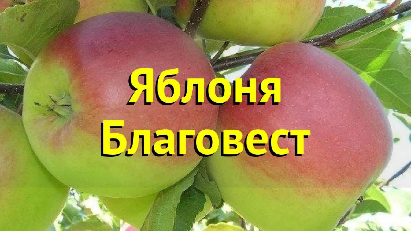 Яблоня Благовест 3