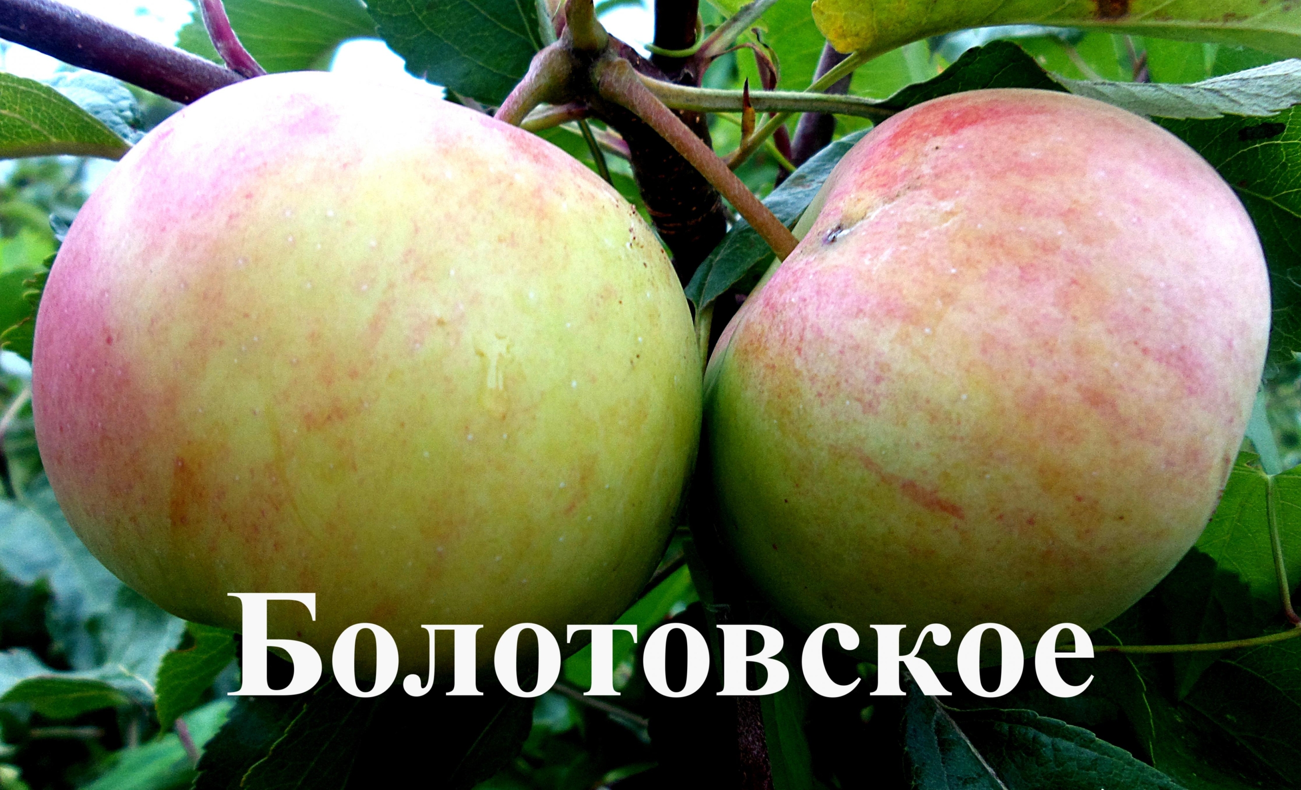 Яблоня Болотовское 7