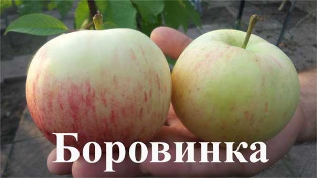 Яблоня Боровинка 2