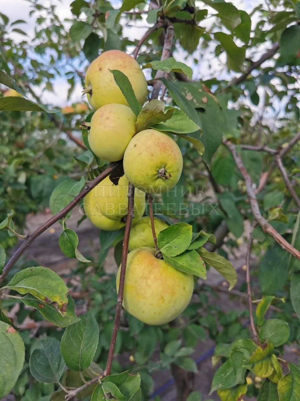 Яблоня Брянское золотистое 3