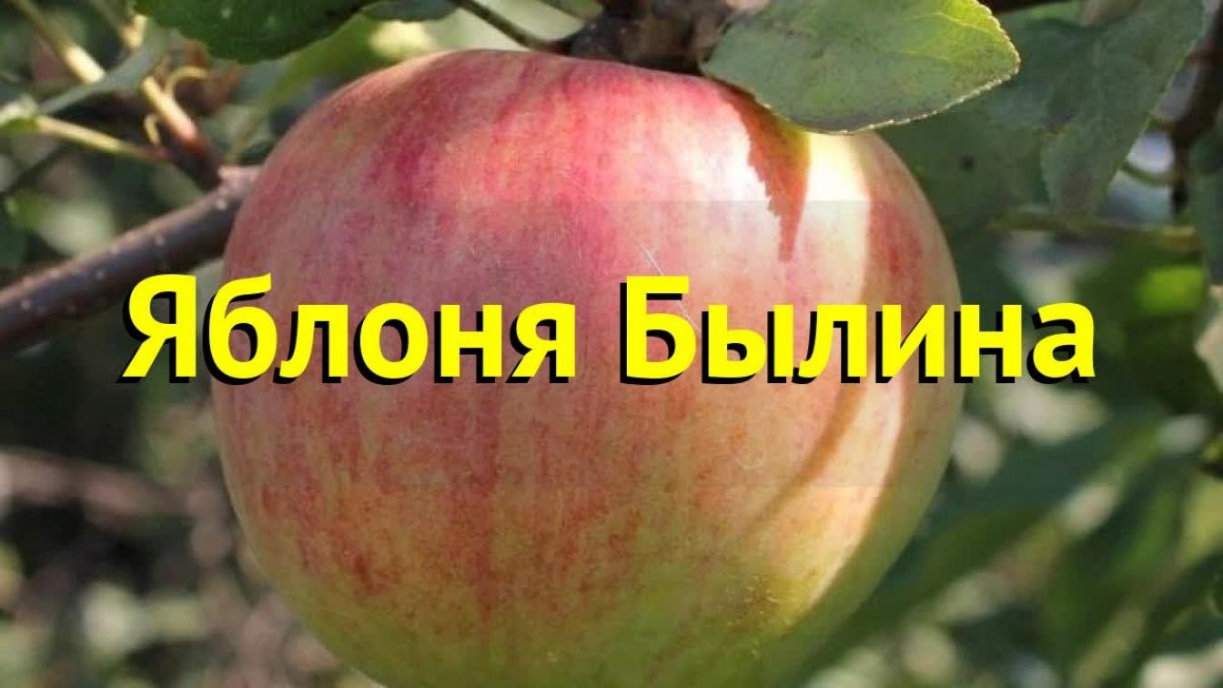 Яблоня Былина 3