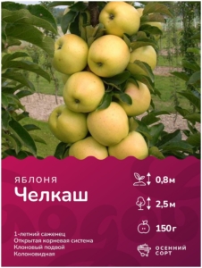 Яблоня Челкаш